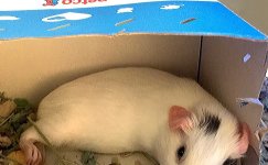 Is My Guinea Pig Pregnant?