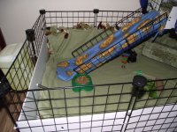 Puppy, pigs and clean cage 019.jpg