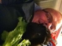 Special Needs Guinea Pig Needs A Second Chance, Manhattan, Kansas