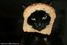 killer-cat-breading.jpg