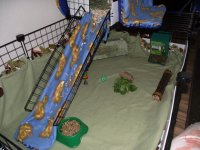 Puppy, pigs and clean cage 016.jpg