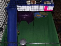 Puppy, pigs and clean cage 005.jpg