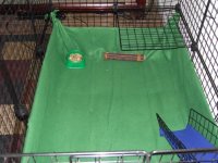 Puppy, pigs and clean cage 006.jpg