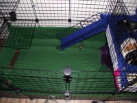 Puppy, pigs and clean cage 007.jpg