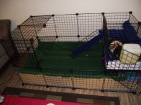 Puppy, pigs and clean cage 008.jpg