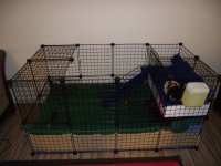 Puppy, pigs and clean cage 004.jpg