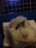 Crusty hair above my guinea pig's nose? [pics inside]