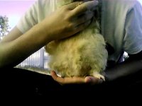 This is Honey now. Poor baby, she's so fat :) Yes, I know I shouldn't hold her that way, but it was ONCE and she was absolutely fine with it. Do you think she'll have many babies?? And isn't she beautiful?! She's a purebred texel :) My darling :)