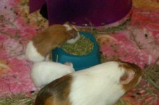 Babies eating out of the bowl.jpg