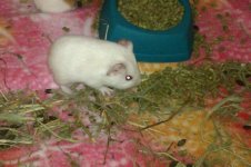 Diamond eating pellets off the floor of the cage.jpg