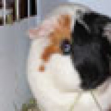 Euthanize guinea pig at sales home