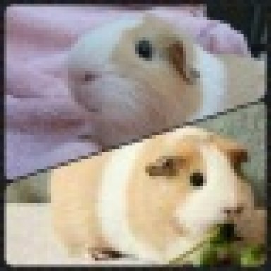 Can i keep guinea pigs in hot sale my bedroom