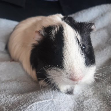 Sneezing - Guenia pig having runny nose