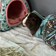 Guinea_Pigs_Are_A_lifest
