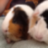 LiLiPiggies08