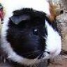 guineapigfan9000