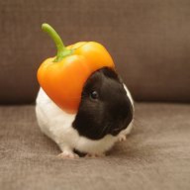 Guinea pig eat clearance peppers