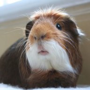 Shredded paper for cheap guinea pig bedding