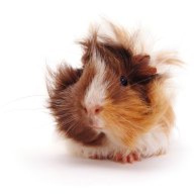 Guinea pig vet visit hot sale cost