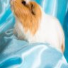 live4guineapigs
