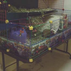Buddy and Tina's cage