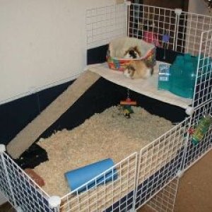 Essie's cage