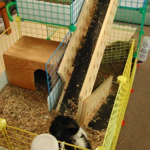Debbie's 3-story cage, #11