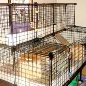 Chumley's cage