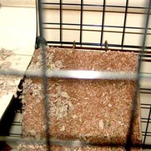 Chumley's cage, ramp close-up