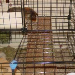 Chumley's cage, ramp in use