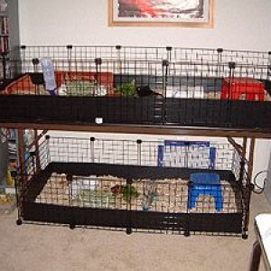 "duplex" cage