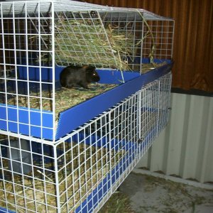 Shell's 5 Star Cavy Condo