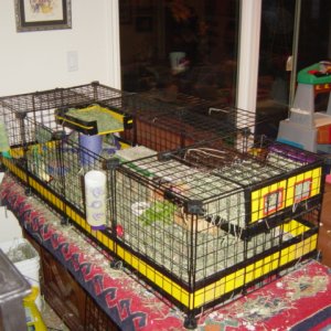Kipper & Tiger's cage - long view