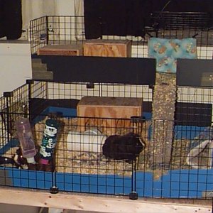 Porky and Wilbers Condo