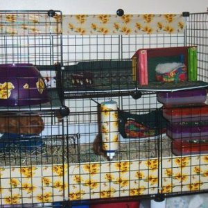 Decorated Cage