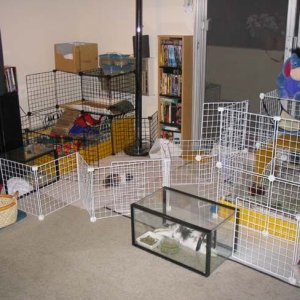 cavy cage   rabbit cage   playground