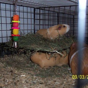 Shelby and the others enjoying their redone hay rack