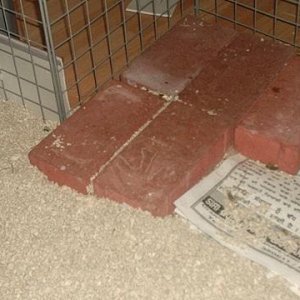 Brick patio