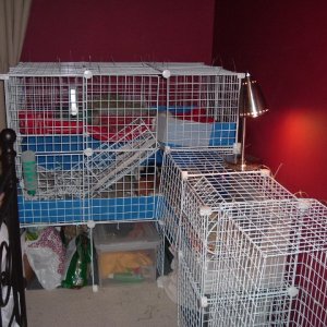 Our new cage