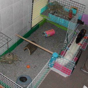 hyori's piggy cage