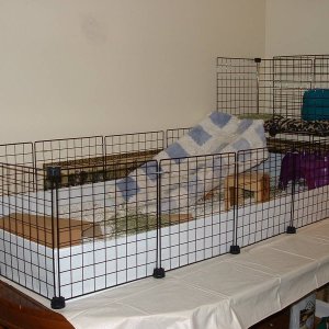 Twitchy Baby's new C&C cage