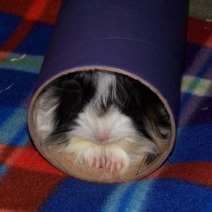 Oreo in her tube