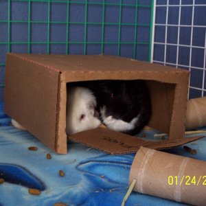 Renny & Pippin's Hidey House