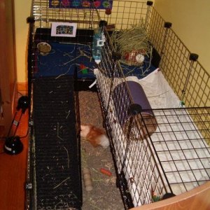 My 2 Pigs Cage