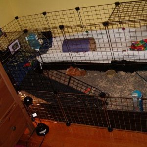 Our Girls C&C Cage