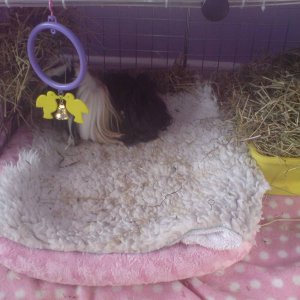 Tallulah in hay area