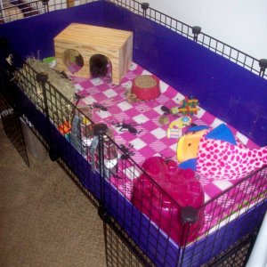 Our Cage w/a stand