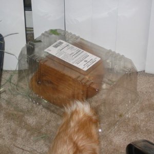 Duncan tries to get in the lettuce bin.