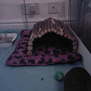 My Piggies bed is comfier than mine!