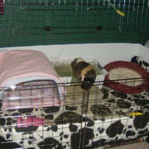 Callie and Amber's cage